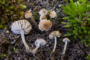  ( - FDS-CA-05839)  @11 [ ] by-nc (2024) Dean Lyons Fungal Diversity Survey