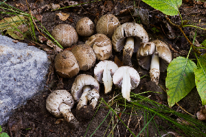  (Coprinopsis sp. CA06 - FDS-CA-05845)  @11 [ ] by-nc (2024) Dean Lyons Fungal Diversity Survey