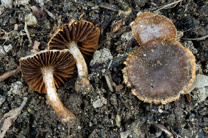  ( - FDS-CA-05829)  @11 [ ] by-nc (2024) Dean Lyons Fungal Diversity Survey