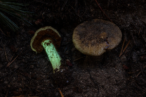  ( - FDS-CA-05842)  @11 [ ] by-nc (2024) Dean Lyons Fungal Diversity Survey