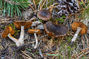  ( - FDS-CA-05854)  @11 [ ] by-nc (2024) Dean Lyons Fungal Diversity Survey