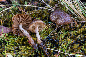  ( - FDS-CA-05860)  @11 [ ] by-nc (2024) Dean Lyons Fungal Diversity Survey