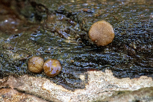  ( - FDS-CA-05823)  @11 [ ] by-nc (2024) Dean Lyons Fungal Diversity Survey