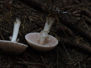  ( - FDS-CA-06769)  @11 [ ] by (2024) Justin Paulin Fungal Diversity Survey