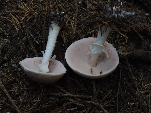  ( - FDS-CA-06769)  @11 [ ] by (2024) Justin Paulin Fungal Diversity Survey