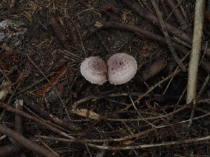  ( - FDS-CA-06769)  @11 [ ] by (2024) Justin Paulin Fungal Diversity Survey