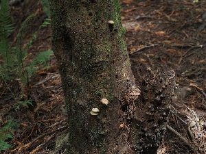  ( - FDS-CA-06773)  @11 [ ] by (2024) Justin Paulin Fungal Diversity Survey