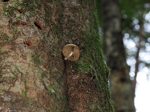  ( - FDS-CA-06773)  @11 [ ] by (2024) Justin Paulin Fungal Diversity Survey