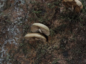 ( - FDS-CA-06773)  @11 [ ] by (2024) Justin Paulin Fungal Diversity Survey