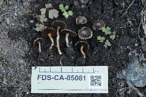  ( - FDS-CA-05081)  @11 [ ] by-nc (2024) Taye Bright Fungal Diversity Survey