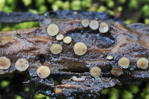  (Graddonia - FDS-CA-06598)  @11 [ ] by-nc (2024) Taye Bright Fungal Diversity Survey