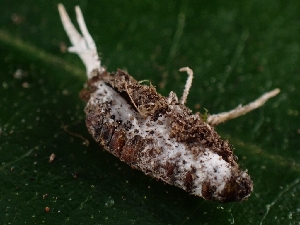  ( - FDS-CA-08093)  @11 [ ] by (2024) Mandy Hackney Fungal Diversity Survey