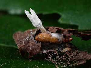  ( - FDS-CA-08093)  @11 [ ] by (2024) Mandy Hackney Fungal Diversity Survey