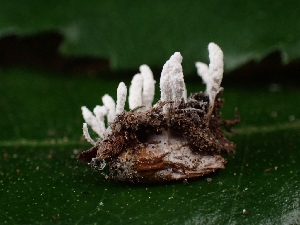  ( - FDS-CA-08093)  @11 [ ] by (2024) Mandy Hackney Fungal Diversity Survey