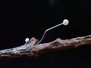  ( - FDS-CA-08087)  @11 [ ] by (2024) Mandy Hackney Fungal Diversity Survey
