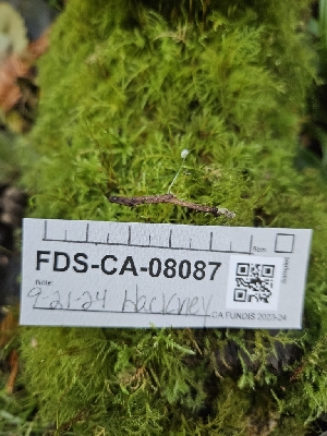  ( - FDS-CA-08087)  @11 [ ] by (2024) Mandy Hackney Fungal Diversity Survey