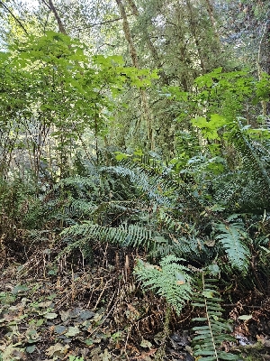  ( - FDS-CA-08087)  @11 [ ] by (2024) Mandy Hackney Fungal Diversity Survey