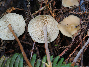  ( - FDS-CA-06782)  @11 [ ] by (2024) Justin Paulin Fungal Diversity Survey