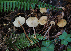  ( - FDS-CA-06782)  @11 [ ] by (2024) Justin Paulin Fungal Diversity Survey