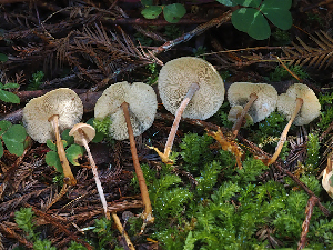  ( - FDS-CA-06782)  @11 [ ] by (2024) Justin Paulin Fungal Diversity Survey