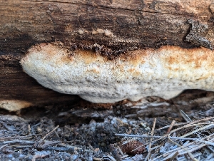  ( - FDS-CA-03899)  @11 [ ] by-nc (2024) Stu Pickell Fungal Diversity Survey