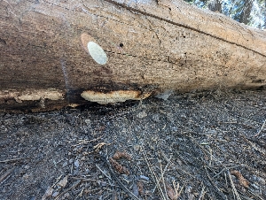  ( - FDS-CA-03899)  @11 [ ] by-nc (2024) Stu Pickell Fungal Diversity Survey