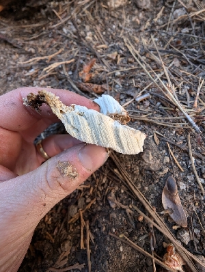  ( - FDS-CA-03899)  @11 [ ] by-nc (2024) Stu Pickell Fungal Diversity Survey