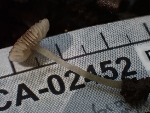 ( - FDS-CA-02452)  @11 [ ] by-nc (2024) Jaren Hockert Fungal Diversity Survey