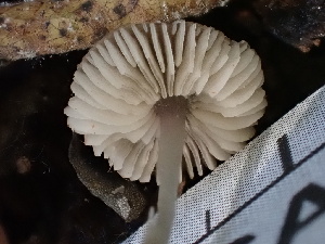  ( - FDS-CA-02452)  @11 [ ] by-nc (2024) Jaren Hockert Fungal Diversity Survey