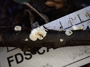  (Trichoderma sp. CA05 - FDS-CA-02451)  @11 [ ] by-nc (2024) Jaren Hockert Fungal Diversity Survey