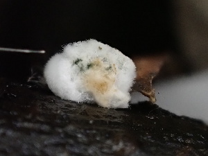  ( - FDS-CA-02451)  @11 [ ] by-nc (2024) Jaren Hockert Fungal Diversity Survey