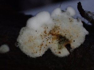  ( - FDS-CA-02451)  @11 [ ] by-nc (2024) Jaren Hockert Fungal Diversity Survey