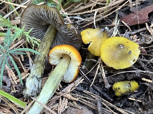  (Hygrocybe sp. conica-CH01 - FDS-CA-08600)  @11 [ ] by-nc (2024) Dean Lyons Fungal Diversity Survey