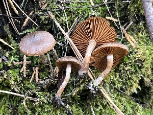  ( - FDS-CA-08598)  @11 [ ] by-nc (2024) Dean Lyons Fungal Diversity Survey