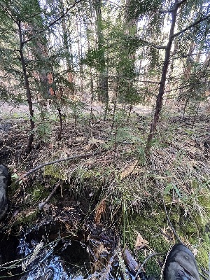  ( - FDS-CA-08598)  @11 [ ] by-nc (2024) Dean Lyons Fungal Diversity Survey