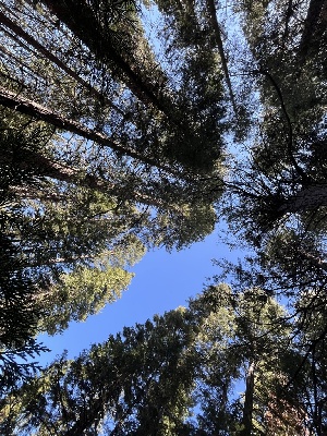  ( - FDS-CA-08598)  @11 [ ] by-nc (2024) Dean Lyons Fungal Diversity Survey