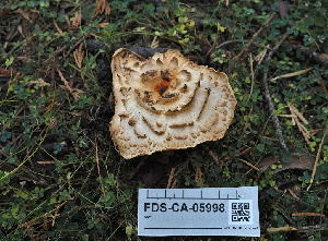  (Turbinellus sp. floccosus-CA01 - FDS-CA-05998)  @11 [ ] by-nc (2024) Fresno Mycology Society Fungal Diversity Survey