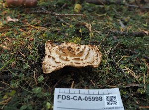  ( - FDS-CA-05998)  @11 [ ] by-nc (2024) Fresno Mycology Society Fungal Diversity Survey