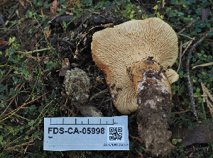  ( - FDS-CA-05998)  @11 [ ] by-nc (2024) Fresno Mycology Society Fungal Diversity Survey