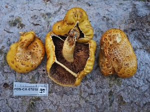  ( - FDS-CA-07018)  @11 [ ] by-nc (2024) Fresno Mycology Society Fungal Diversity Survey