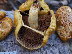  ( - FDS-CA-07018)  @11 [ ] by-nc (2024) Fresno Mycology Society Fungal Diversity Survey