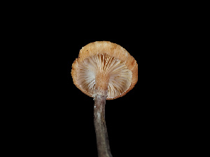  ( - FDS-CA-07002)  @11 [ ] by-nc (2024) Fresno Mycology Society Fungal Diversity Survey
