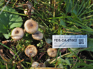  ( - FDS-CA-07002)  @11 [ ] by-nc (2024) Fresno Mycology Society Fungal Diversity Survey