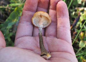  ( - FDS-CA-07002)  @11 [ ] by-nc (2024) Fresno Mycology Society Fungal Diversity Survey