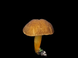  ( - FDS-CA-07003)  @11 [ ] by-nc (2024) Fresno Mycology Society Fungal Diversity Survey