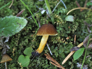  ( - FDS-CA-07003)  @11 [ ] by-nc (2024) Fresno Mycology Society Fungal Diversity Survey