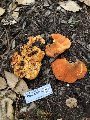  ( - FDS-CA-06790)  @11 [ ] by (2024) Justin Paulin Fungal Diversity Survey