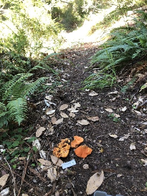  ( - FDS-CA-06790)  @11 [ ] by (2024) Justin Paulin Fungal Diversity Survey