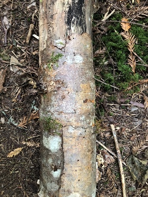  ( - FDS-CA-06792)  @11 [ ] by (2024) Justin Paulin Fungal Diversity Survey