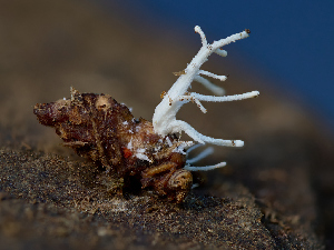  ( - FDS-CA-06788)  @11 [ ] by (2024) Justin Paulin Fungal Diversity Survey